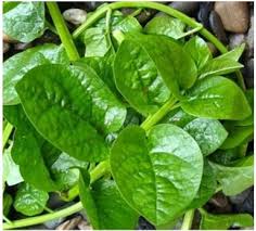 malabar-spinach